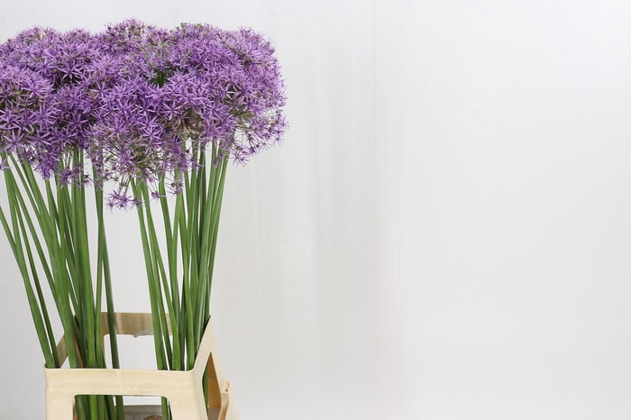 <h4>Allium Violet Beauty</h4>