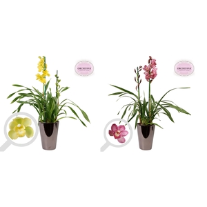 Cymbidium 2tak mix keramiek brons