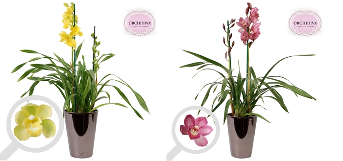 <h4>Cymbidium 2tak mix keramiek brons</h4>