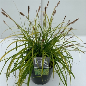 Graminées Carex 'Everillo'