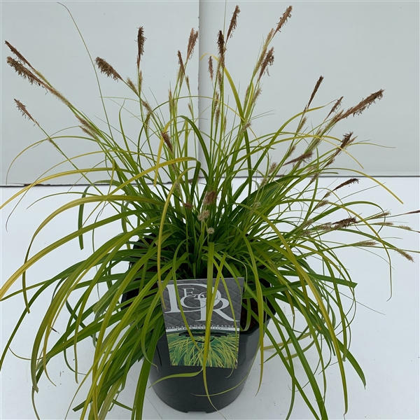 <h4>Graminées Carex 'Everillo'</h4>