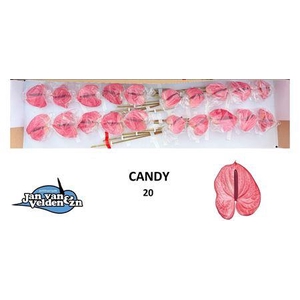 Anth A Candy