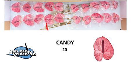 <h4>Anth A Candy</h4>