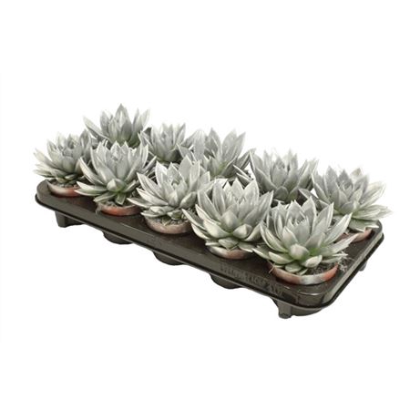 <h4>Echeveria Silver + Glitter</h4>