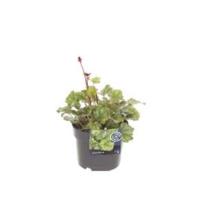 Heuchera sang. Coral Forest