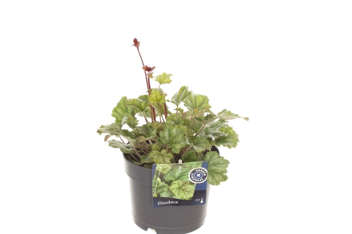 <h4>Heuchera sang. Coral Forest</h4>
