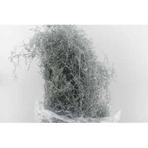 Asparagus Wilde White