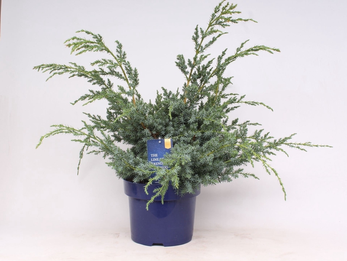 <h4>Juniperus chinensis Blue Alps</h4>