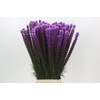 Liatris Callilepis