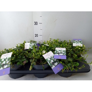 Vinca minor 'Alba'