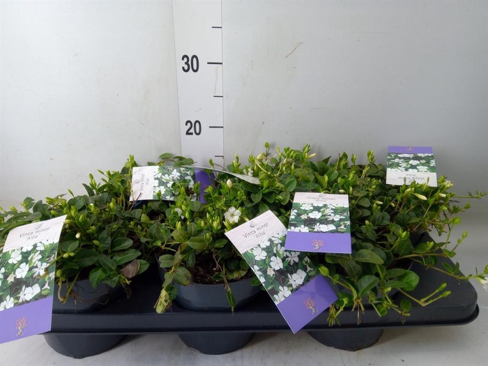 <h4>Vinca minor 'Alba'</h4>