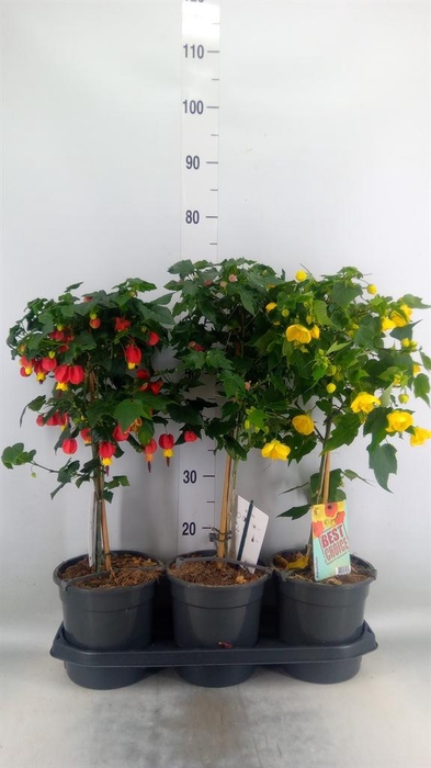 <h4>Abutilon   ...</h4>