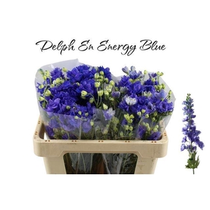DELPH EN ENERGY BLUE