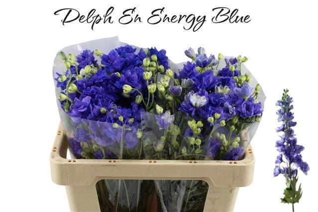 <h4>DELPH EN ENERGY BLUE</h4>