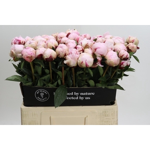 Paeonia Lact. Reine Hortense