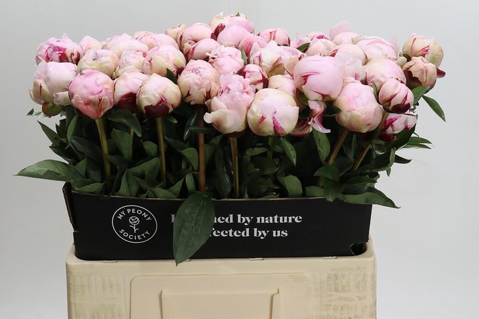 <h4>Paeonia Lact. Reine Hortense</h4>