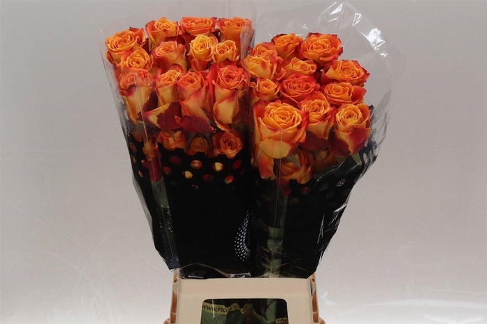 <h4>R Eq Silantoi</h4>