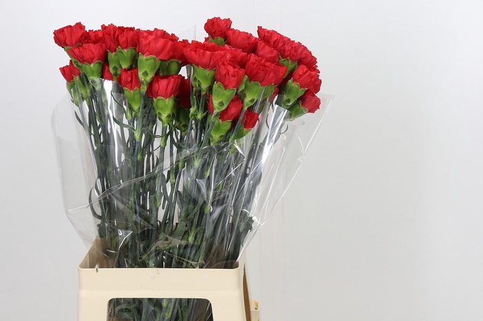 <h4>Dianthus St Red Magic</h4>