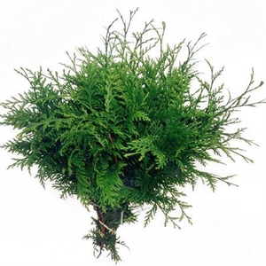 Co Thuja Plicata Atrovirens