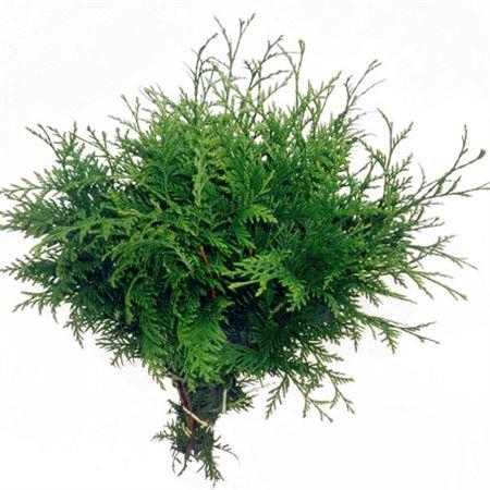 <h4>Co Thuja Plicata Atrovirens</h4>