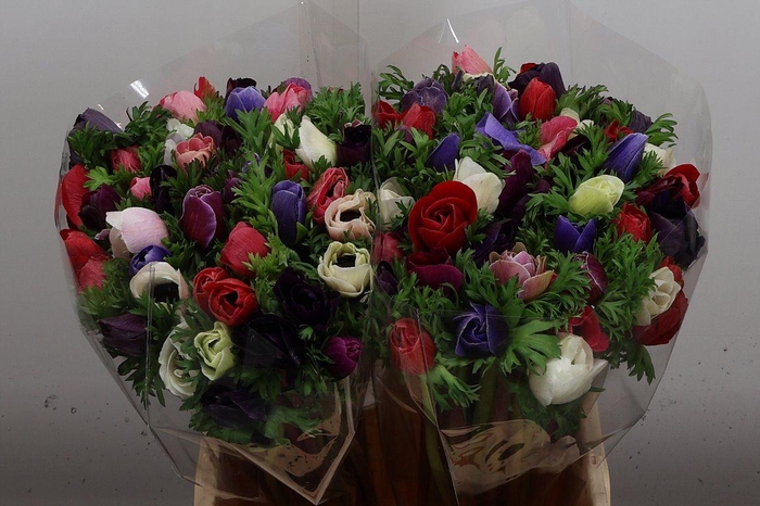 <h4>Anem Mistral Ex Mix</h4>