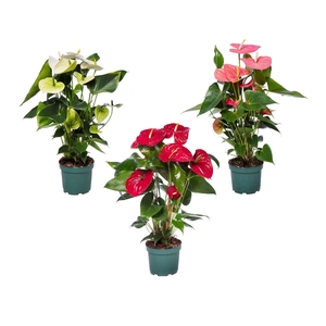 Anthurium Andr. gemengd 4 kleuren