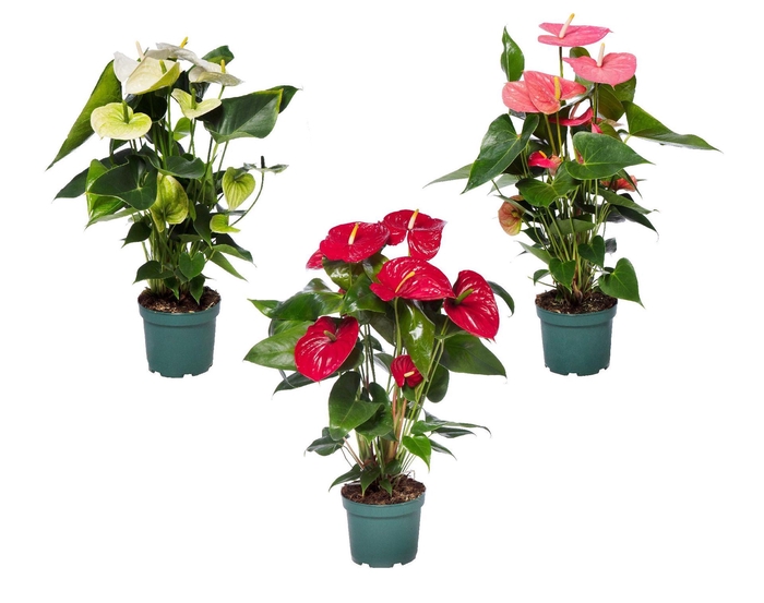 <h4>Anthurium Andr. gemengd 4 kleuren</h4>