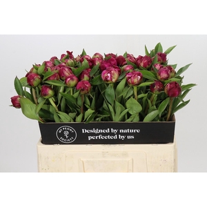 Paeonia Paul M. Wild