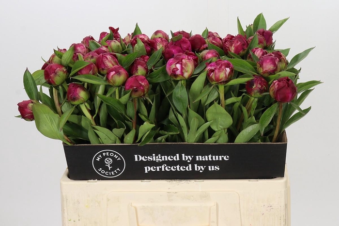 <h4>Paeonia Paul M. Wild</h4>