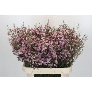 Chamelaucium Early Nir