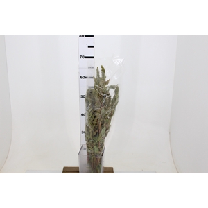 AMARANTHUS VERDE 090 CM VERDE