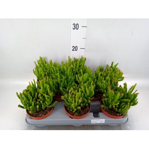 Crassula ovata 'Gollum'