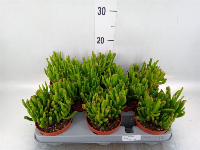 <h4>Crassula ovata 'Gollum'</h4>