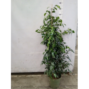 Ficus benja. 'Midnight Lady'
