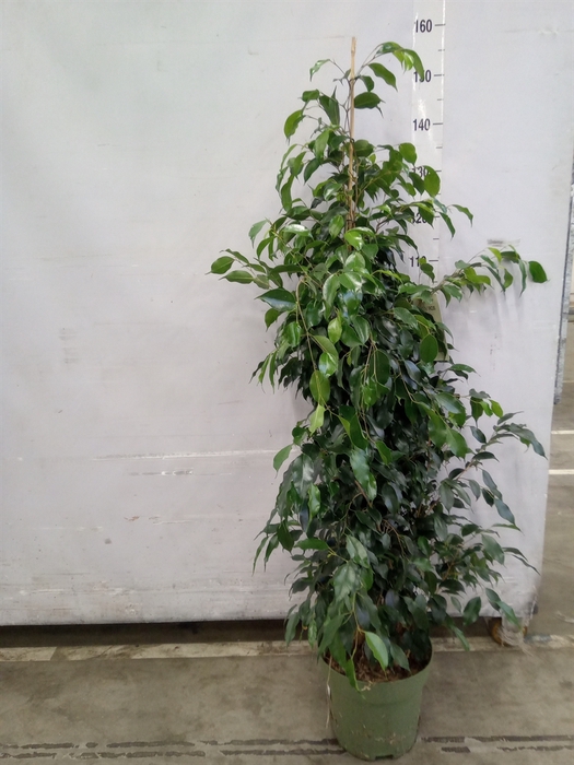<h4>Ficus benja. 'Midnight Lady'</h4>