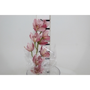 CYMBIDIUM HT 5/9 FLS ROSA