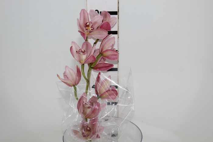 <h4>CYMBIDIUM HT 5/9 FLS ROSA</h4>