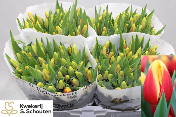 <h4>TU EN STAY STRONG</h4>