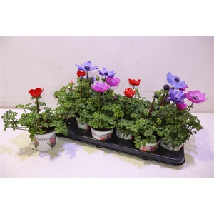 arr8 Anem Co Harm Gem