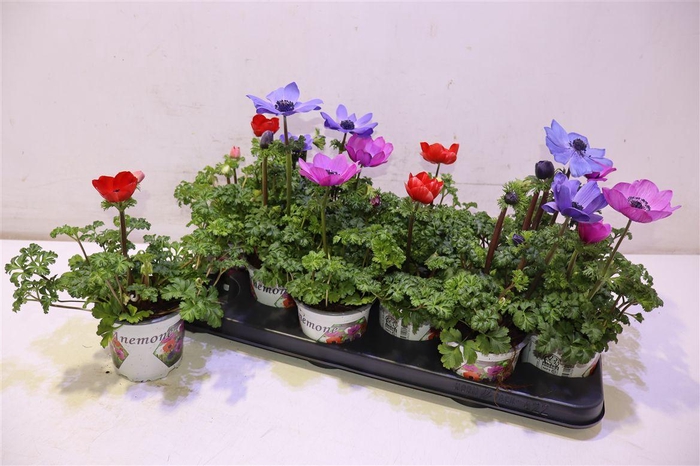 <h4>arr8 Anem Co Harm Gem</h4>