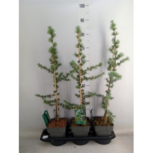 Cedrus libani 'Glauca'