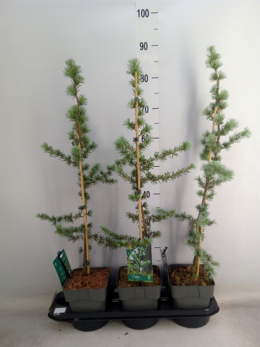 <h4>Cedrus libani 'Glauca'</h4>