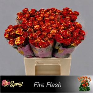 R TR FIRE FLASH