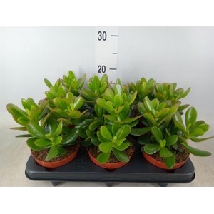 Crassula  'Magical Tree'