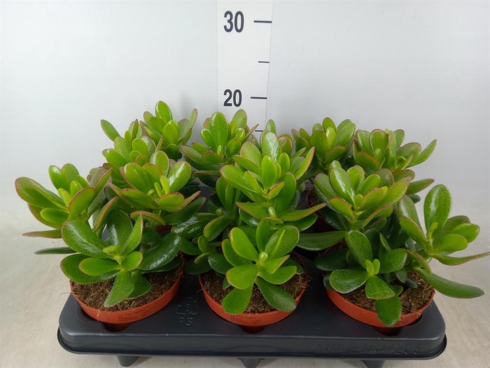 <h4>Crassula 'Magical Tree'</h4>