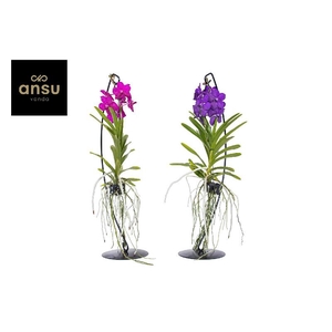 Vanda extra Met standaard