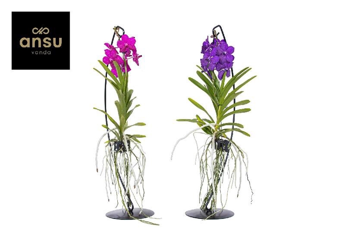 <h4>Vanda extra Met standaard</h4>