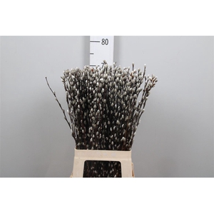 Salix Ca Snow Flake