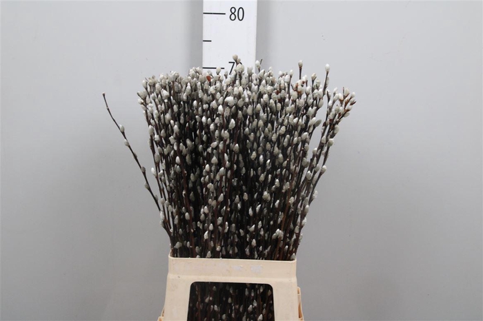 <h4>Salix Ca Snow Flake</h4>