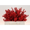 Ilex Rood